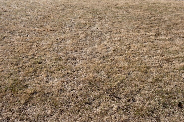 Gelber Rasen mit getrocknetem Gras