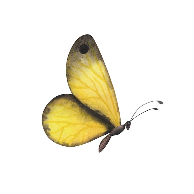 Gelber realistischer Schmetterling mit detaillierten Flügeln isoliert Aquarell handgezeichnete realistische Insektenillustration für Design