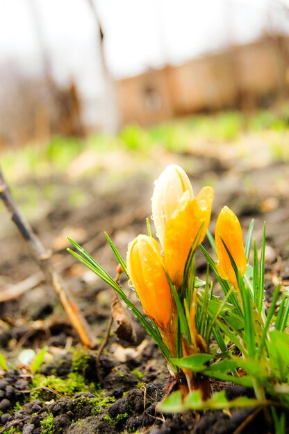 Gelber Safran wächst im Frühling aus dem Boden