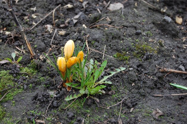 Gelber Safran wächst im Frühling aus dem Boden