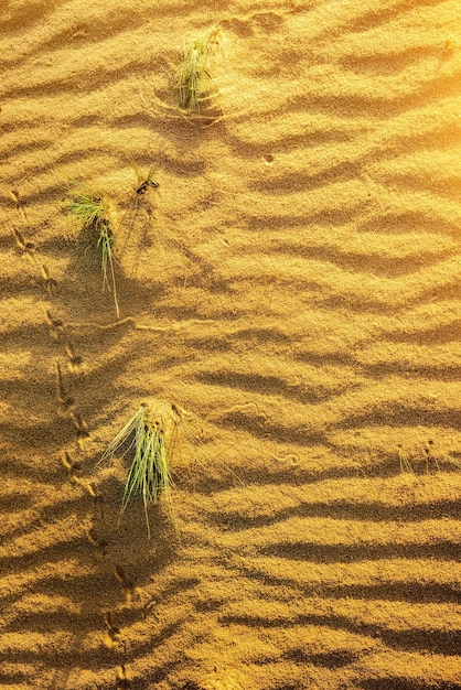 Gelber Sand in der Wüste