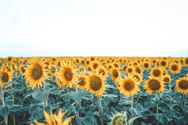 Gelber Sommer des Sonnenblumenfeldes nah oben