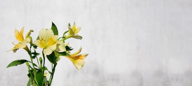 Gelber Strauß Alstroemeria-Blumen auf grauem Hintergrund