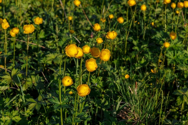 Gelber Trollius europaeus, der gebräuchliche Name einiger Arten ist Trollblume oder Trollblume