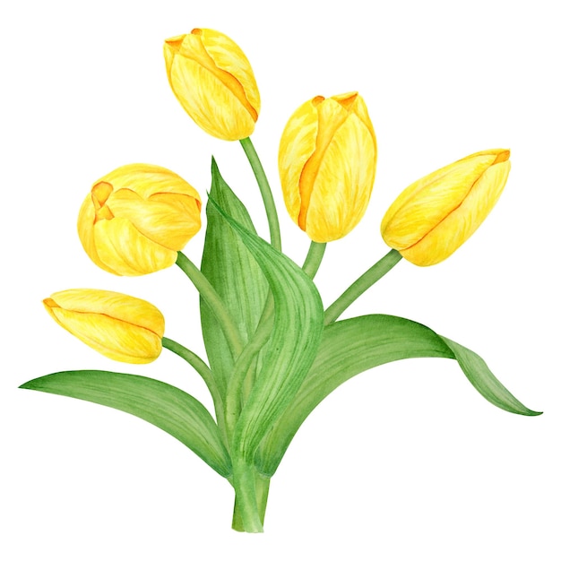 Foto gelber tulpenbüchel aquarell handgezeichneter illustration des frühlingssymbols goldener blumen-clip-art für