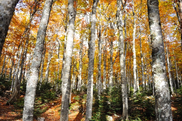 Gelber und grüner Hintergrund des Baums des Waldbaum-Herbstes