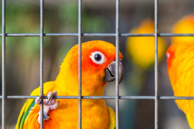 Gelber und orange Papagei in einem Käfig am allgemeinen Park