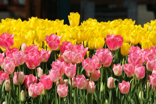 Gelber und rosa Tulpenblumenfeld-Landhintergrund der natürlichen Frische der Schönheit.