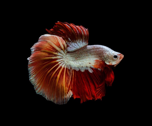 Gelber und roter Halbmond Betta splendens Fisch Siamesischer Kampffisch auf schwarzem HintergrundxA