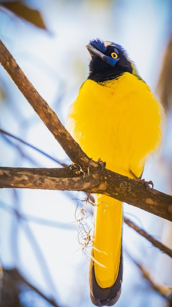 gelber Vogel auf einem Ast