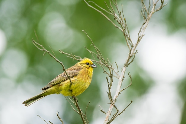 Gelber Vogel auf Zweig