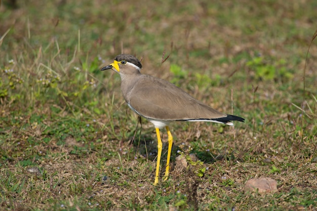 Foto gelber wattled kiebitz