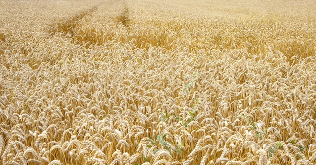 Gelber Weizen, der auf dem Gebiet wächst