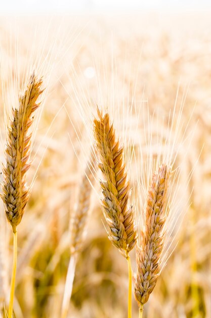 Gelber Weizen im Sommer