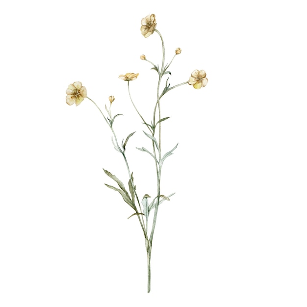 Gelber Wiesenhahnenfuß, bekannt als Ranunculus acris sitfast Spearworts oder Wasserhahnenfuß. Aquarell handgezeichnete Gemäldeillustration isoliert auf weißem Hintergrund