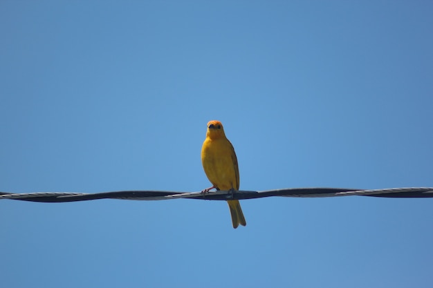 Foto gelber wildvogel