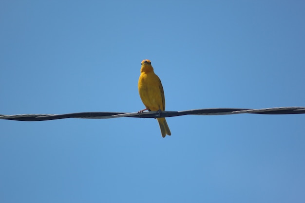 Foto gelber wildvogel