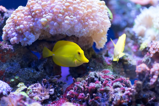 Gelber Zebrasomafisch schwimmt und versteckt sich in den rosa Korallenpolypen