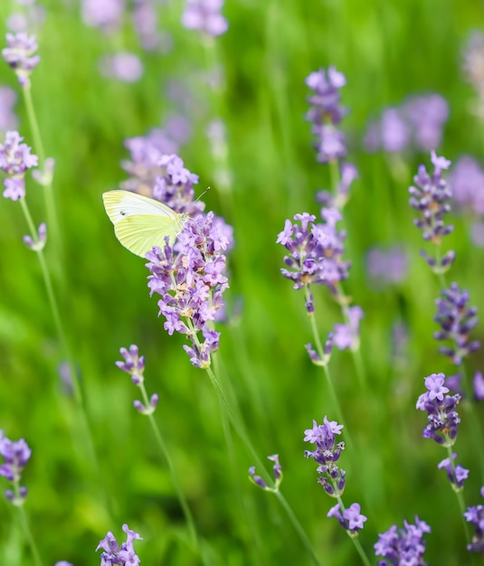 Gelber Zitronenfalter auf einer lila Lavendelblüte in einem sonnigen Garten