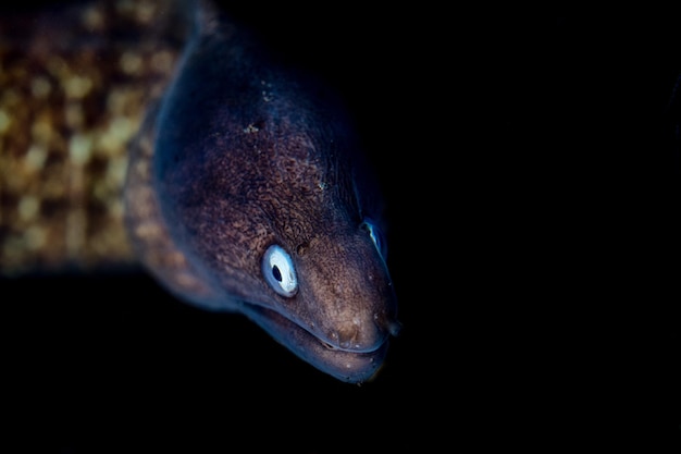 Gelbes Aal-Mouray-Porträt aus nächster Nähe in Raja Ampat