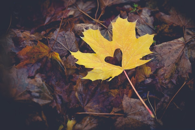 Gelbes Ahornblatt auf dem Boden im Park. Herbstliebeskonzept.