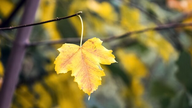 Gelbes Ahornblatt auf einem Baum mit einem dunklen unscharfen Hintergrund