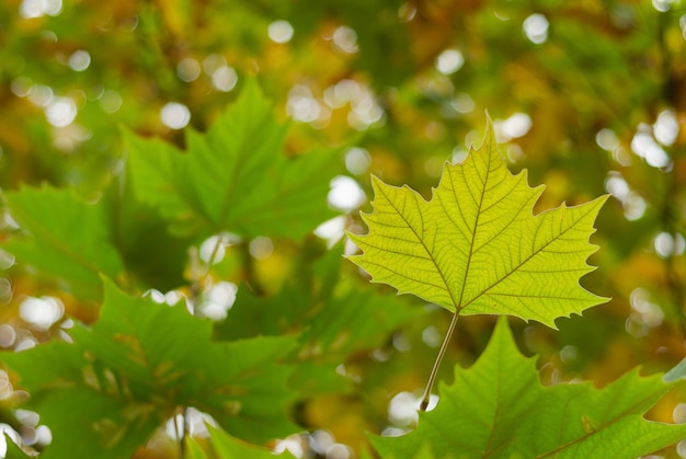 Gelbes Ahornblatt im Herbstpark