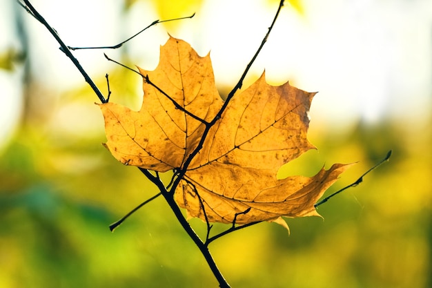 Gelbes Ahornblatt im Herbstwald auf einem unscharfen Hintergrund