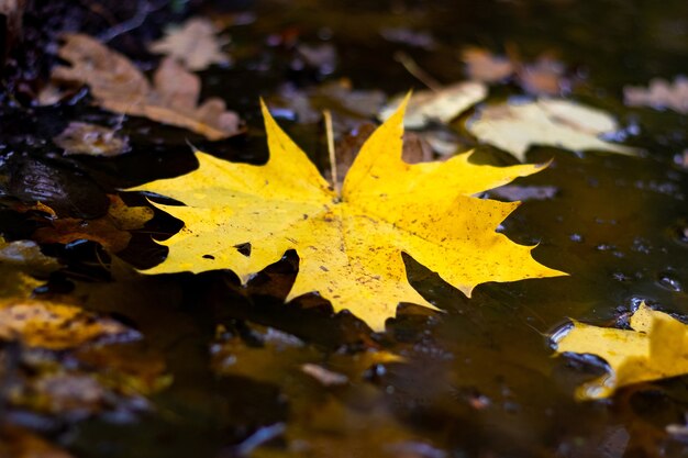 Gelbes Ahornblatt in einer Pfütze bei bewölktem Herbstwetter