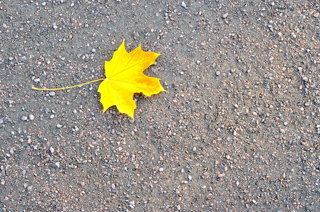 Gelbes Ahornherbstblatt auf Fußweg