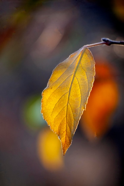 gelbes Apfelblatt am Ende des Herbstes