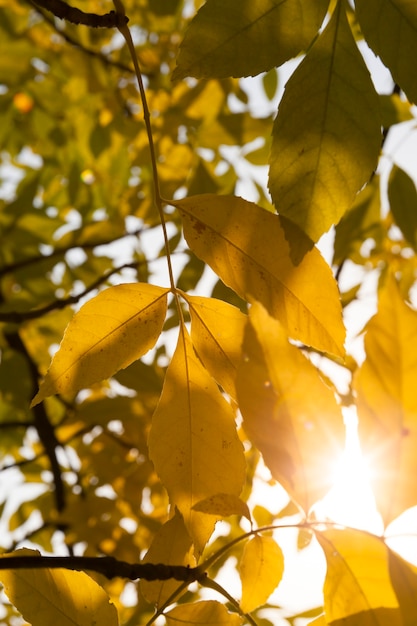 Foto gelbes aschelaub, durch das die sonne der orange scheint, die zeit des sonnenuntergangs in der herbstsaison, park, nahaufnahme