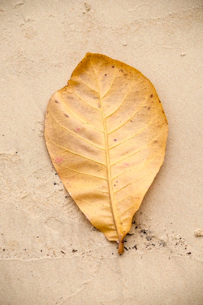 Gelbes Blatt auf Sand