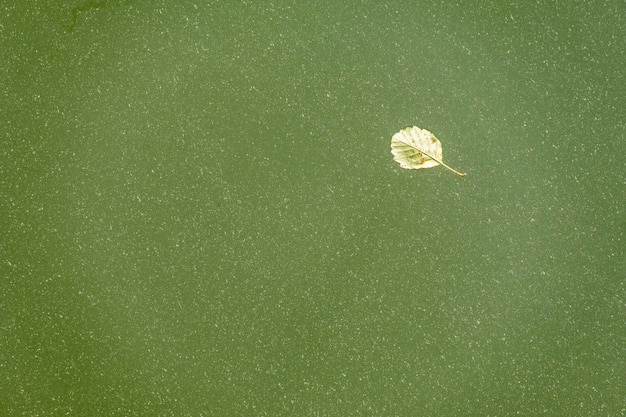 Gelbes Blatt in See gefallen mit Wassertropfen auf der Blattoberfläche