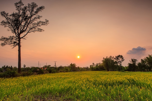 Gelbes Blumenfeld auf Sonnenuntergang in der Landschaft von Thailand.