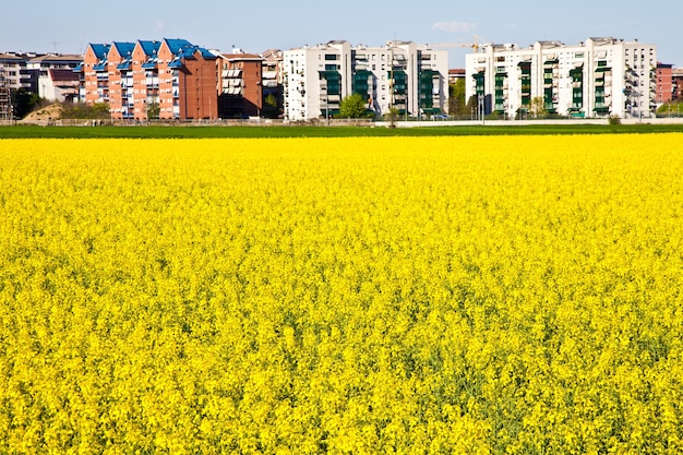 Gelbes Blumenfeld im Frühjahr nahe der Stadtgrenze