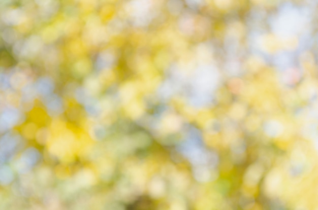 Foto gelbes bokeh außerhalb des fokushintergrunds vom naturwald