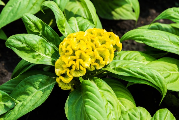 Gelbes Celosia argentea