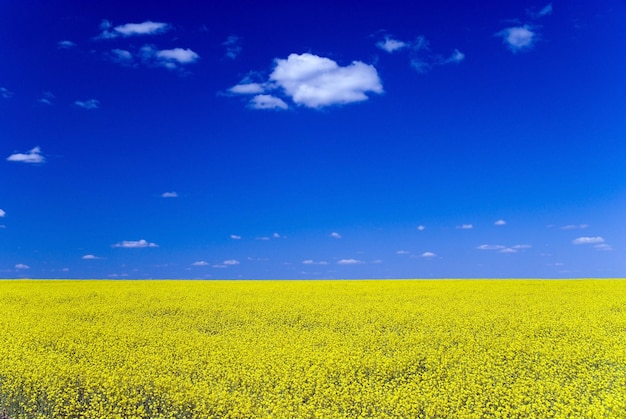 Gelbes Feld auf dem Hintergrund des blauen Himmels Landschaft der Ukraine