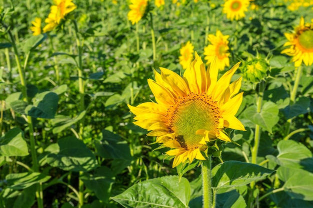 Gelbes Feld der Sonnenblumen