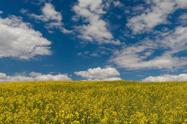 Gelbes Feld mit Raps und blauem Himmel und Wolken