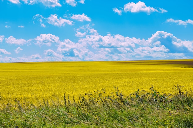 Gelbes Feld und blauer Himmel am Sommertag. Magischer Ort mit Panoramalandschaft