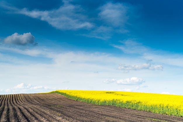 Gelbes Feld und blauer Himmel