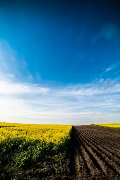 Gelbes Feld und blauer Himmel