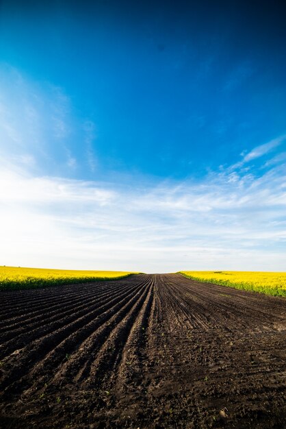 Gelbes Feld und blauer Himmel