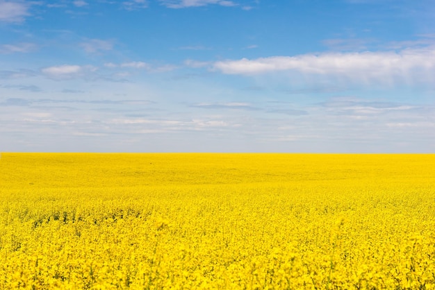 Gelbes Feld und blauer Himmel