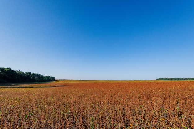 Gelbes Feld und schöner Sonnenuntergang