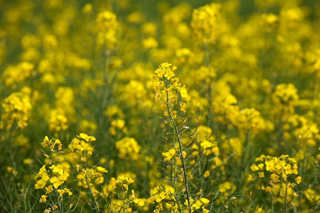 Gelbes Feld von Blumen Senf