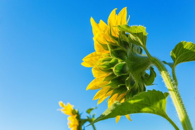 Gelbes Feld von Sonnenblumen