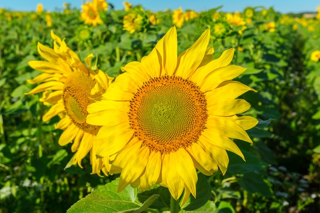 Gelbes Feld von Sonnenblumen